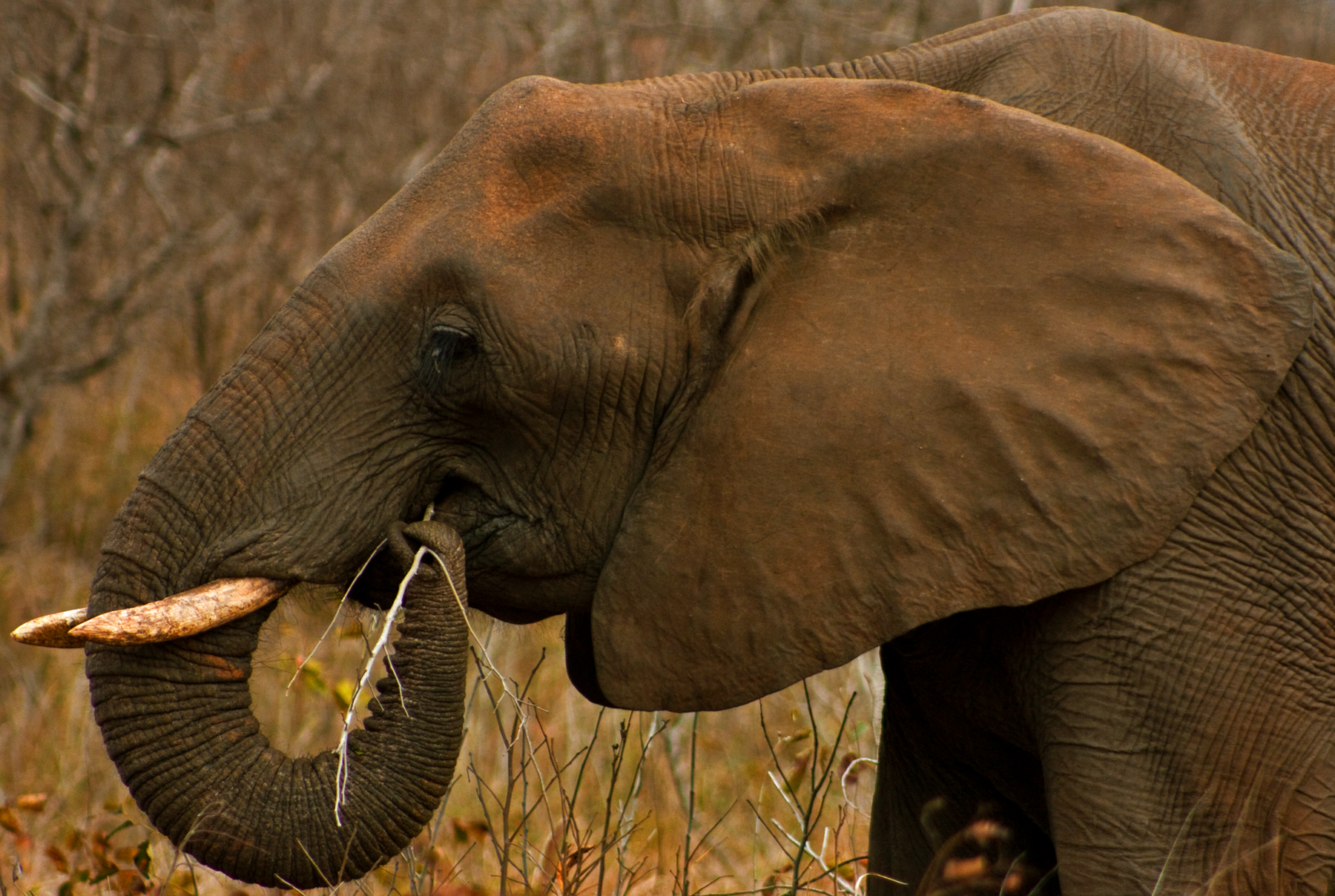 Elephant Color